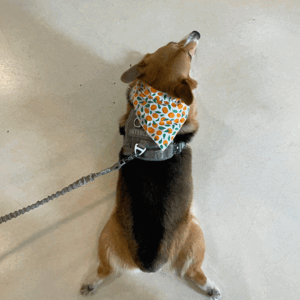 Jeju Pattern Dog Triangular Scarf